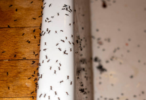 Best Pest Prevention Services  in Richnd Heights, MO