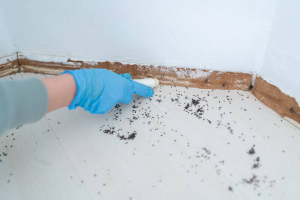 Pest Control for Restaurants in Richmond Heights, MO